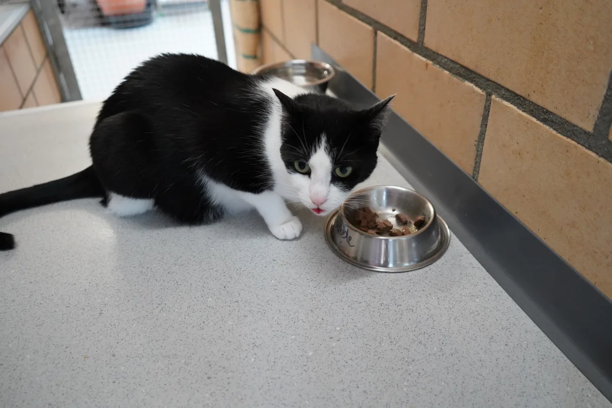 Bilder von den Katzen, die sich im Tierheim Strubeli in Hegnau (Volketswil) aufhalten.
